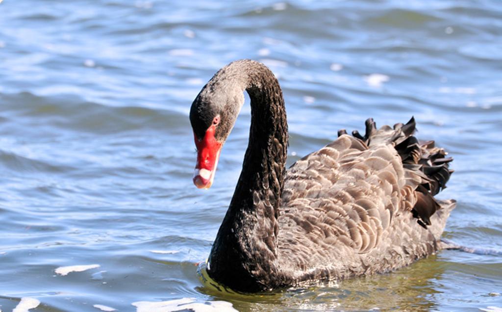 Black Swan Lakeside Boutique Hotel Ροτόρυα Εξωτερικό φωτογραφία
